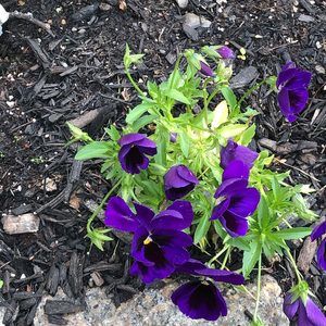 Meet your Posher, Opal